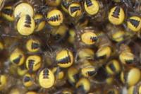 Araneus diadematus