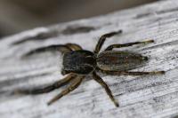 Marpissa radiata