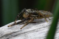 Marpissa radiata