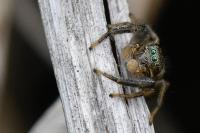 Marpissa radiata