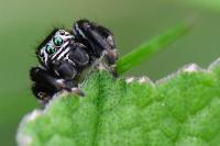 Evarcha arcuata