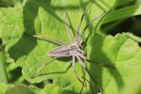 Pisaura mirabilis