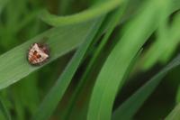 Gibbaranea bituberculata