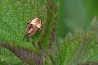 Gibbaranea bituberculata