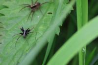 Pardosa
