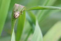 Larinioides cornutus