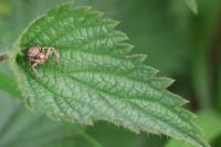 Xysticus