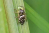 Heliophanus tribulosus