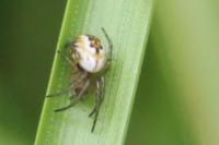 Mangora acalypha