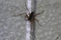 Philodromus dispar