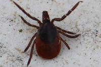 Ixodes ricinus