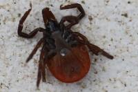 Ixodes ricinus