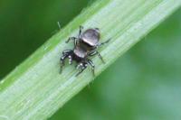 Heliophanus
