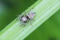 Heliophanus