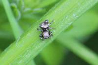 Heliophanus