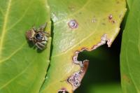 Carrhotus xanthogramma