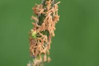 Ebrechtella tricuspidata