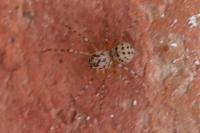 Scytodes thoracica