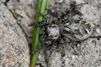 Macaroeris nidicolens