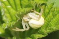 Misumena vatia
