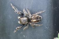 Pellenes tripunctatus