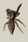 Marpissa muscosa
