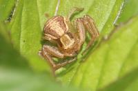 Xysticus ulmi