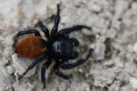 Carrhotus xanthogramma
