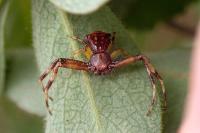Pistius truncatus