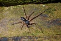 Philodromus dispar