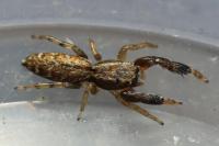 Marpissa nivoyi