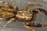 Marpissa nivoyi