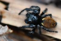 Carrhotus xanthogramma