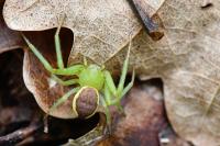 Diaea dorsata