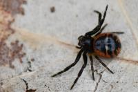 Synema globosum