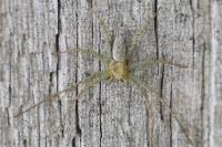 Philodromus
