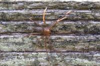 Philodromus