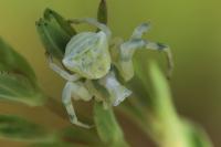 Thomisus onustus