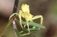 Thomisus onustus