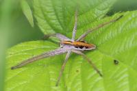 Pisaura mirabilis
