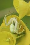 Misumena vatia