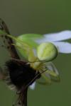 Misumena vatia