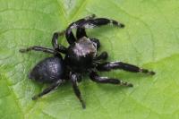 Evarcha arcuata
