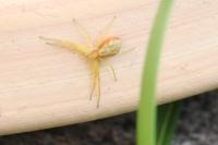 Philodromus