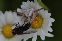 Thomisus onustus