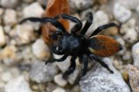 Carrhotus xanthogramma
