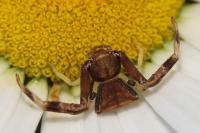 Pistius truncatus