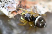 Heliophanus tribulosus