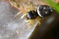 Heliophanus tribulosus