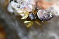 Heliophanus tribulosus